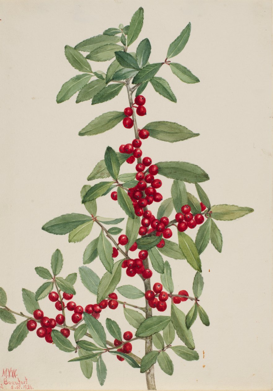 Yaupon (Ilex vomitoria) de Mary Vaux Walcott
