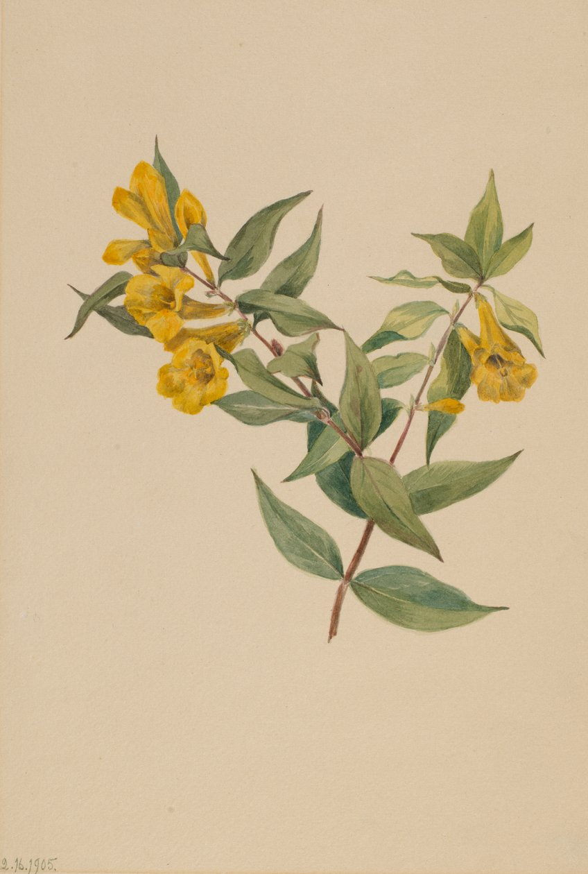 Jazmín Amarillo Gelsemium sempervirens, 1905 de Mary Vaux Walcott