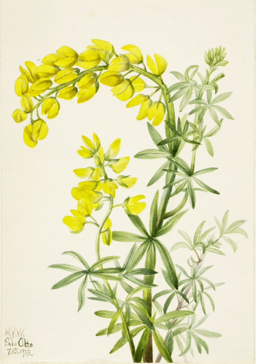 Altramuz amarillo (Lupinis arboreus) de Mary Vaux Walcott