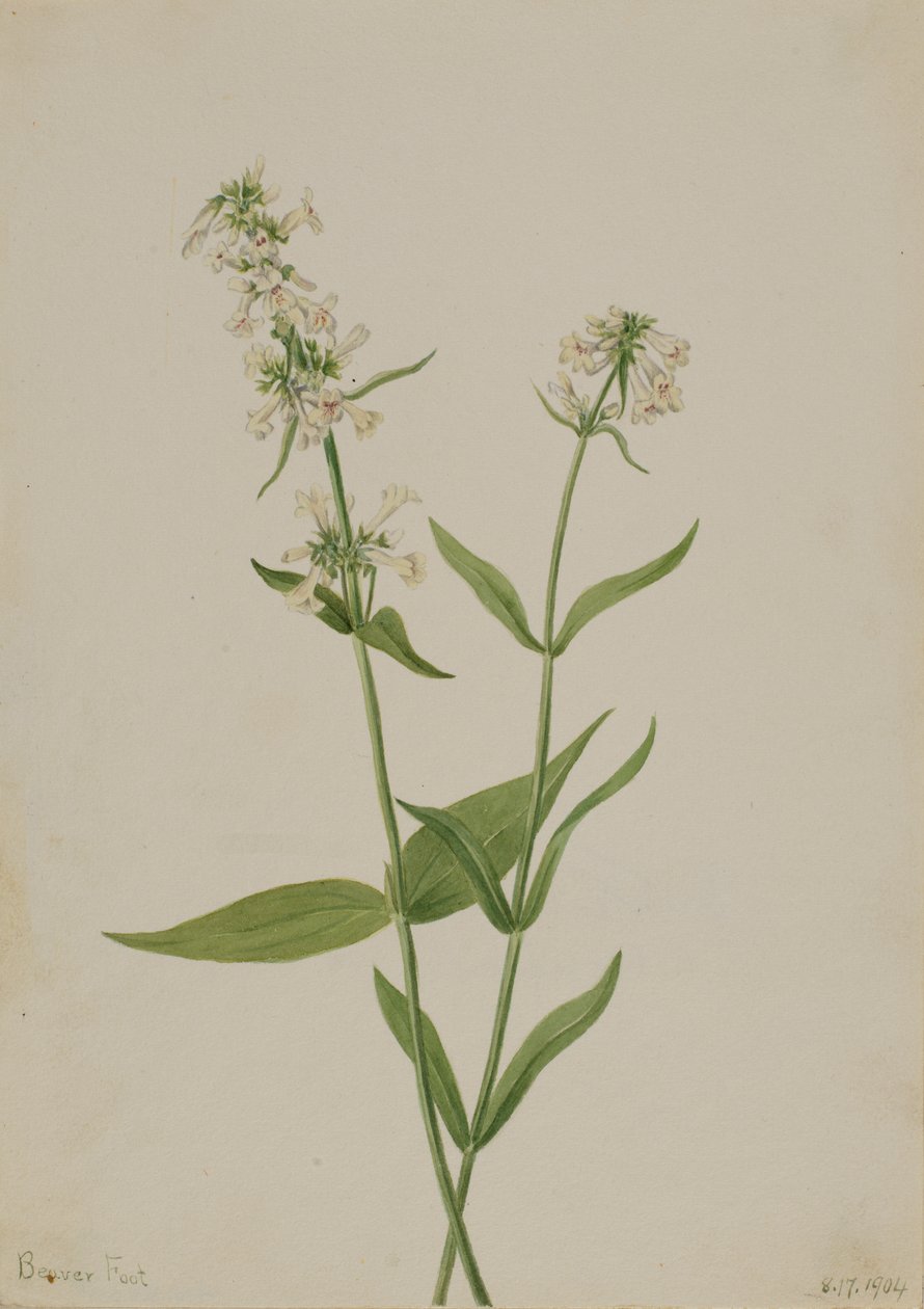 Pentstemon amarillo Pentstemon confertus de Mary Vaux Walcott