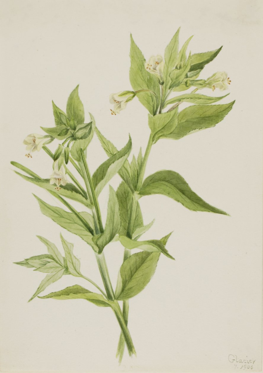Epilobio amarillo Epilobium lutem de Mary Vaux Walcott
