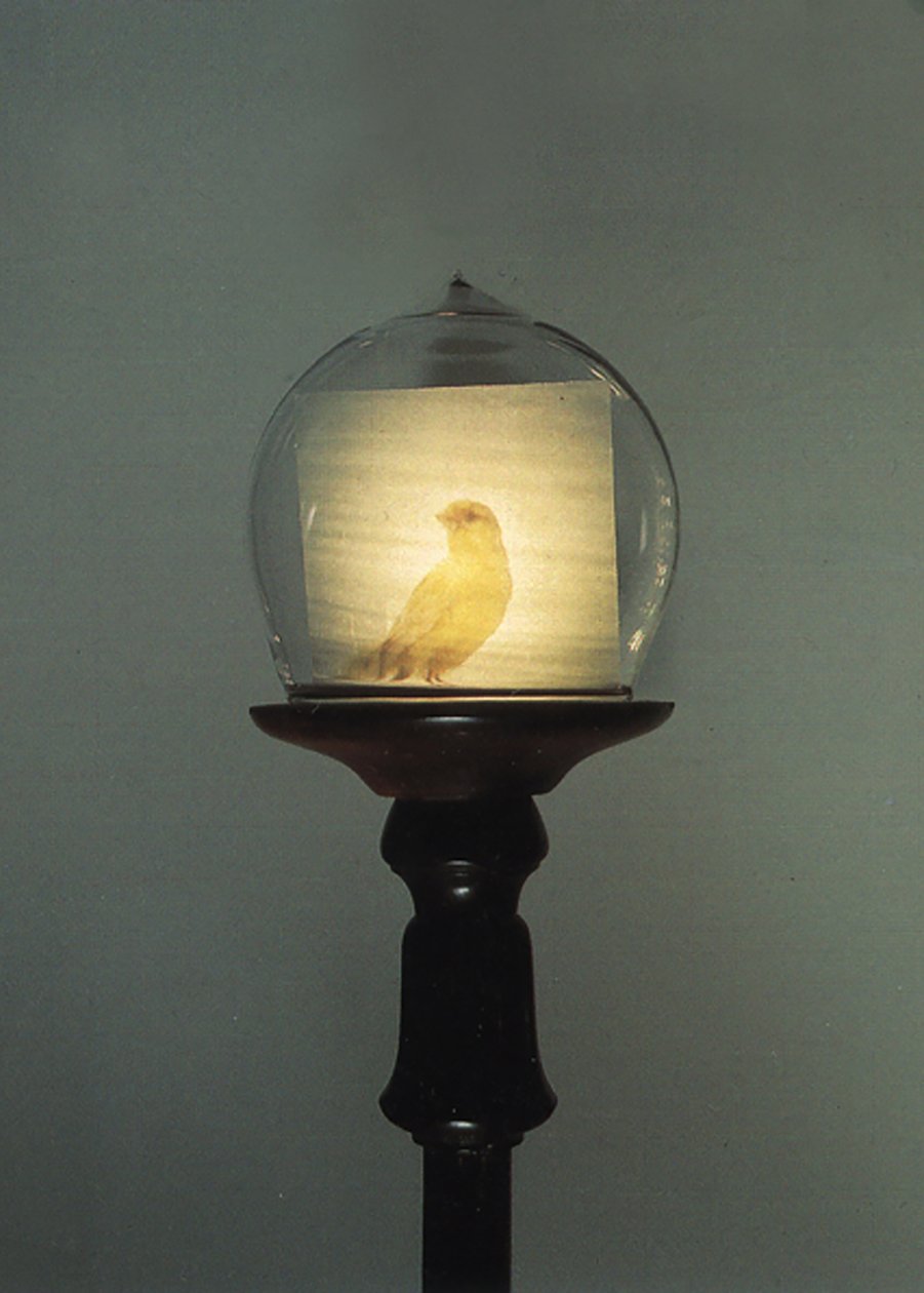 Antiguo de Mat Collishaw