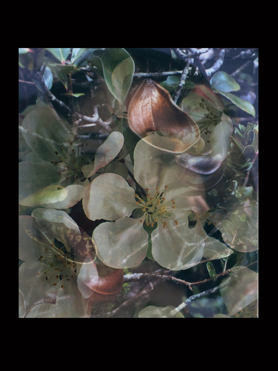 Flesheaters 5 de Mat Collishaw