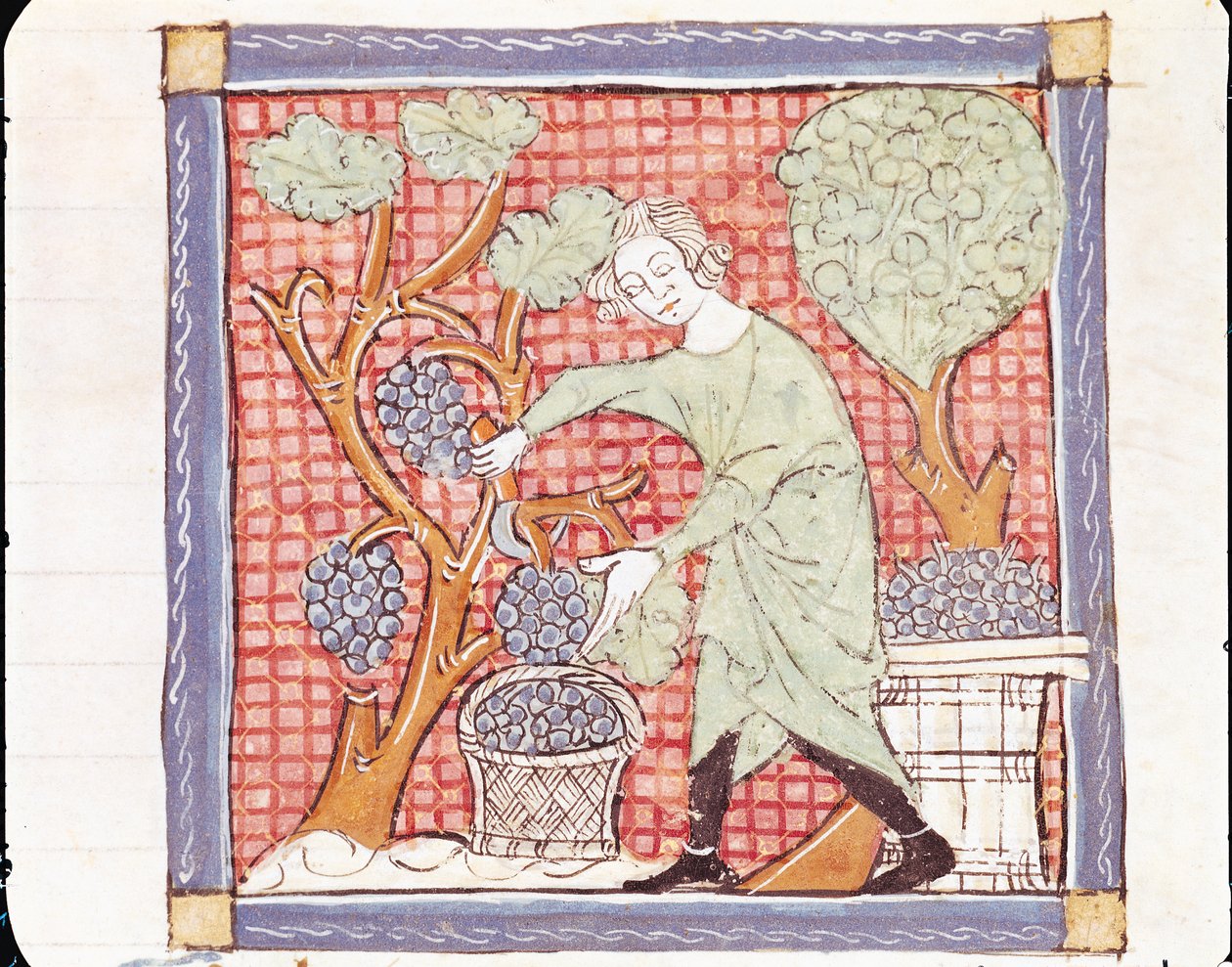 Fol.59r Septiembre: La cosecha de Matfre Ermengaut