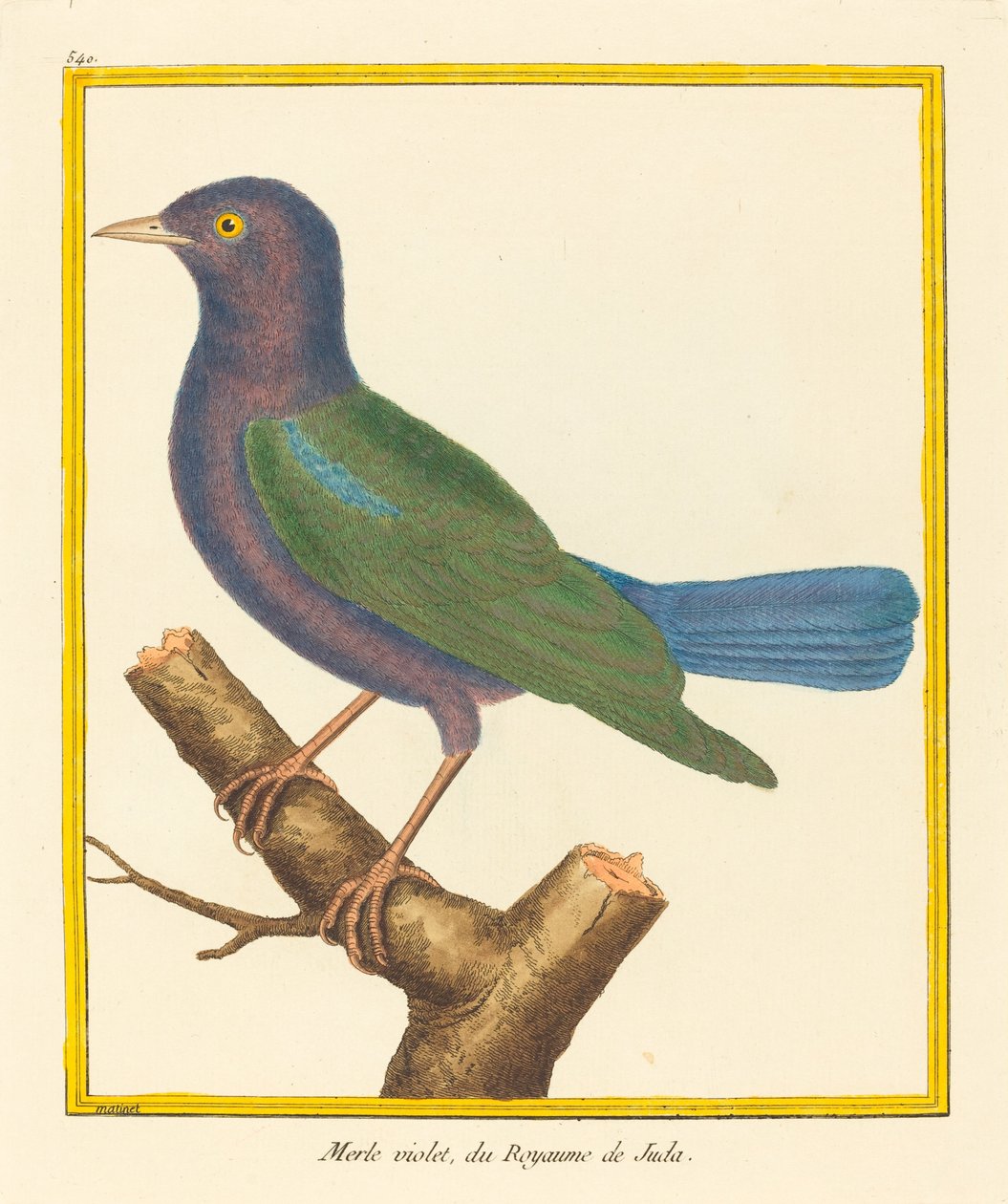 Mirlo Violeta, del Reino de Judá de Matinet