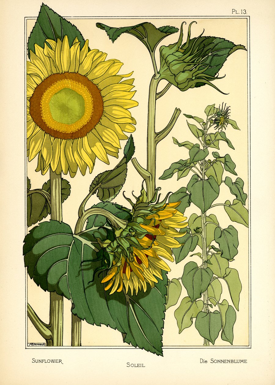 El girasol (litografía en color) de Maurice Pillard Verneuil