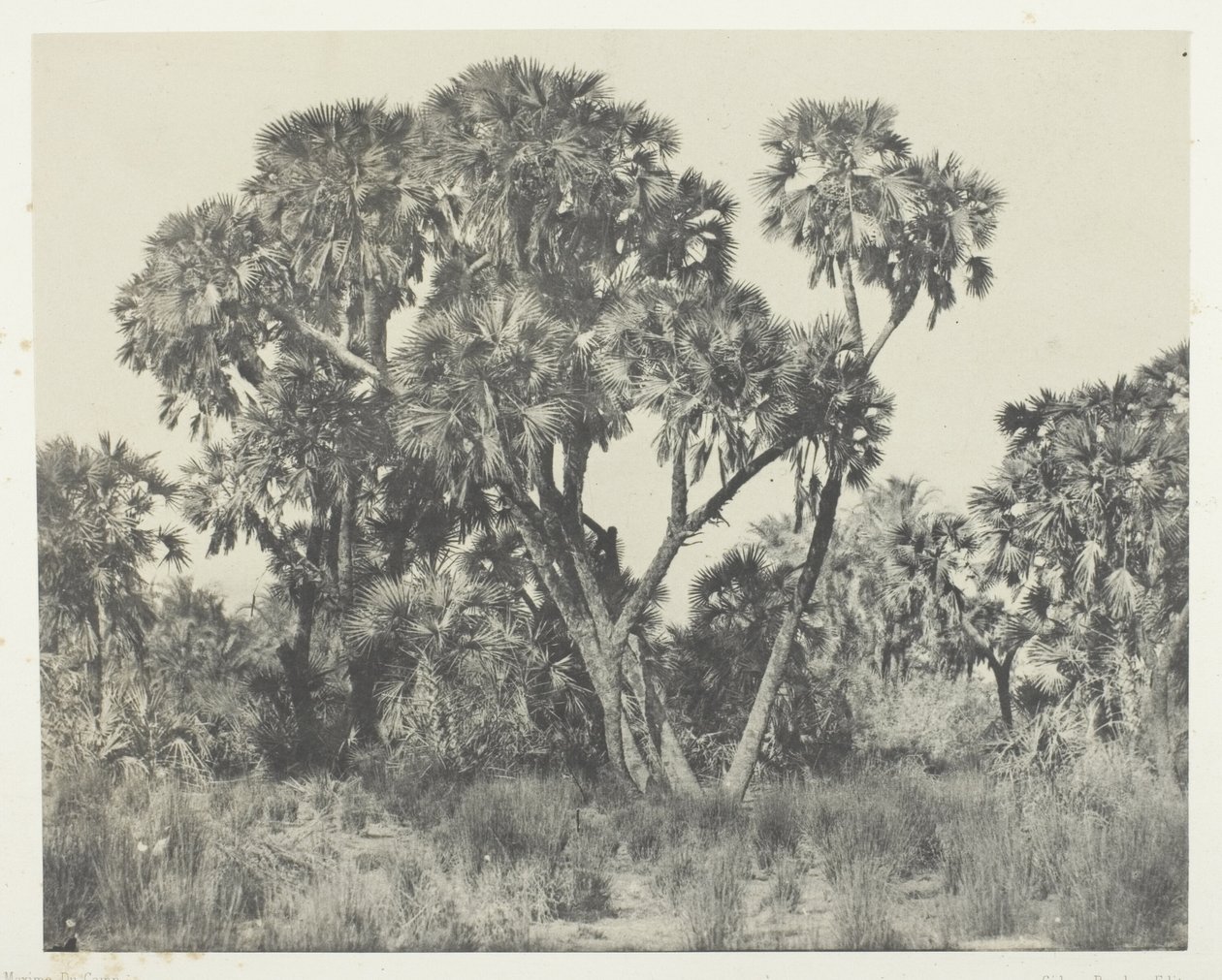 Palmeras Doums, Alto Egipto de Maxime Du Camp