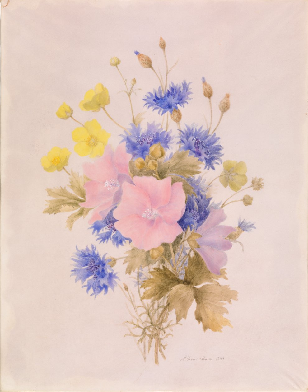 flores de campo de Melanie Marc