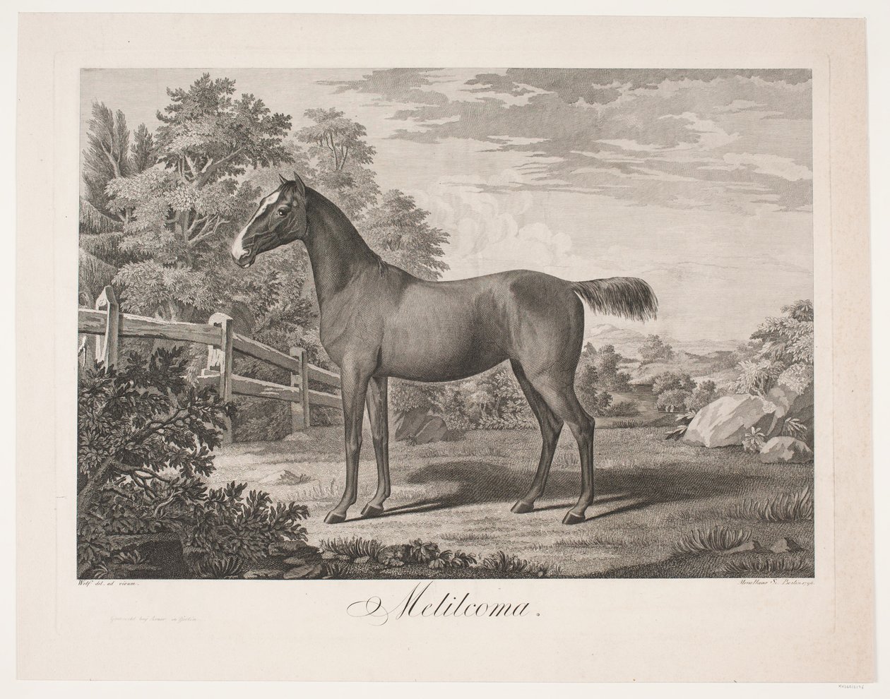 El caballo "Melilcoma" de Meno Haas