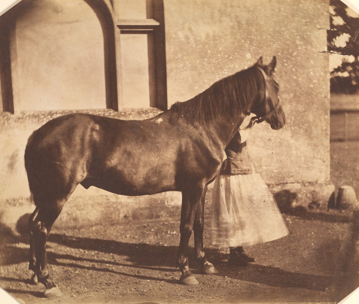 Sultán de Mervyn Herbert Nevil Story Maskelyne