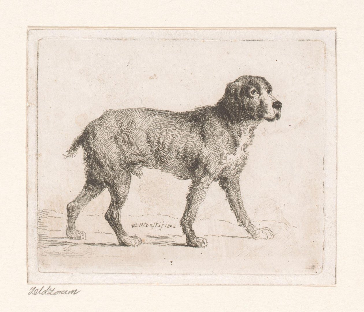 Hond de Michał Płoński