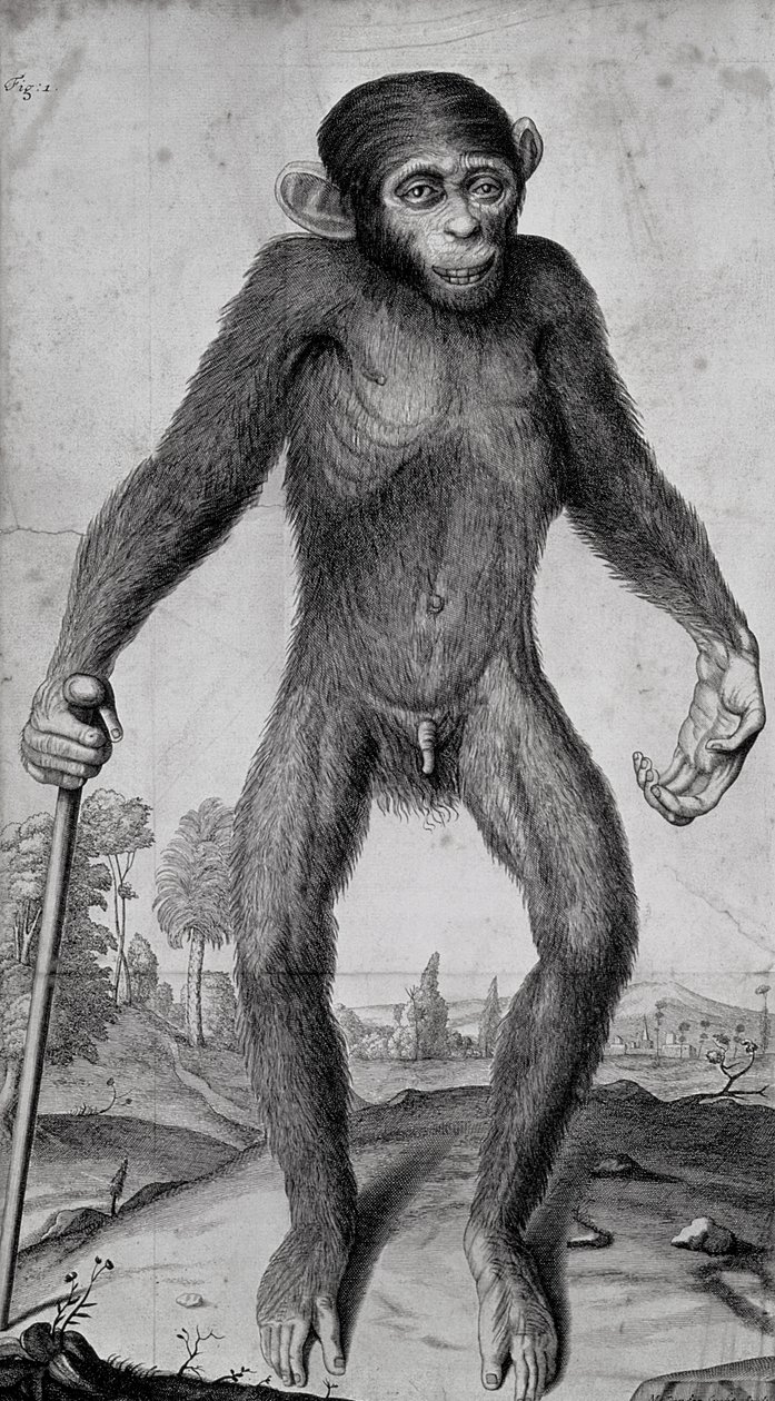 Chimpancé, 1699 de Michael van der Gucht