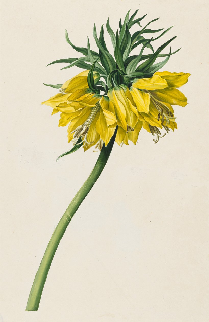 Kaiserkrone de Michael Moritz Daffinger
