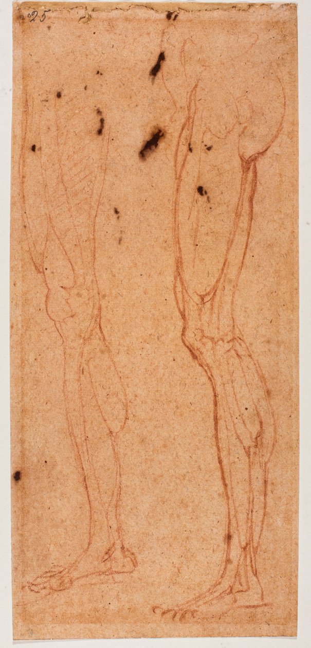 Estudio de la pierna de Michelangelo (after) Buonarroti