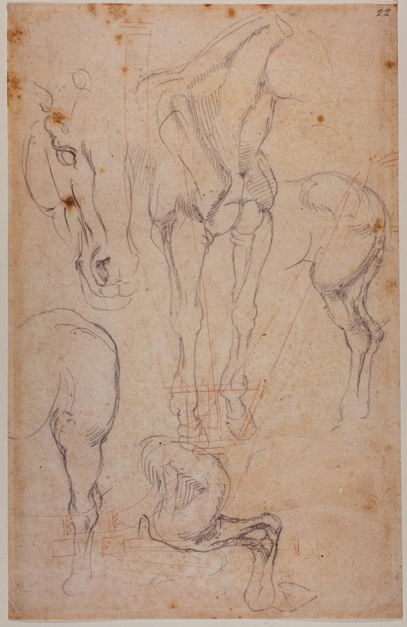 Estudios anatómicos de un caballo de Michelangelo Buonarroti