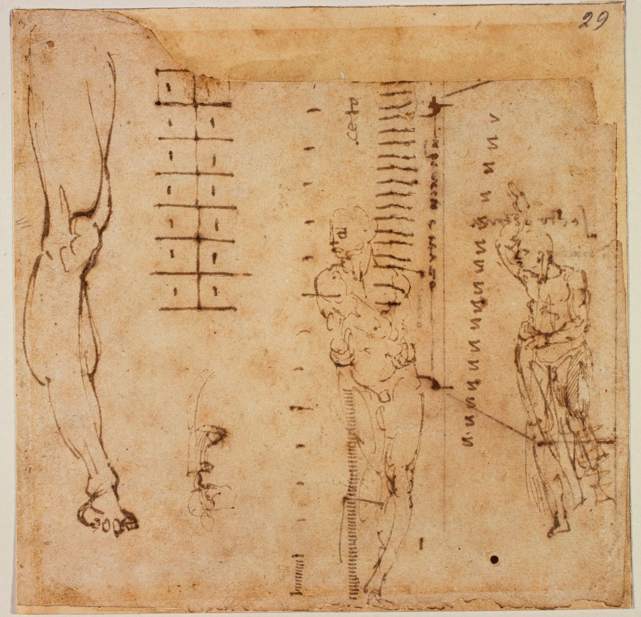 Estudios gráficos de Michelangelo Buonarroti