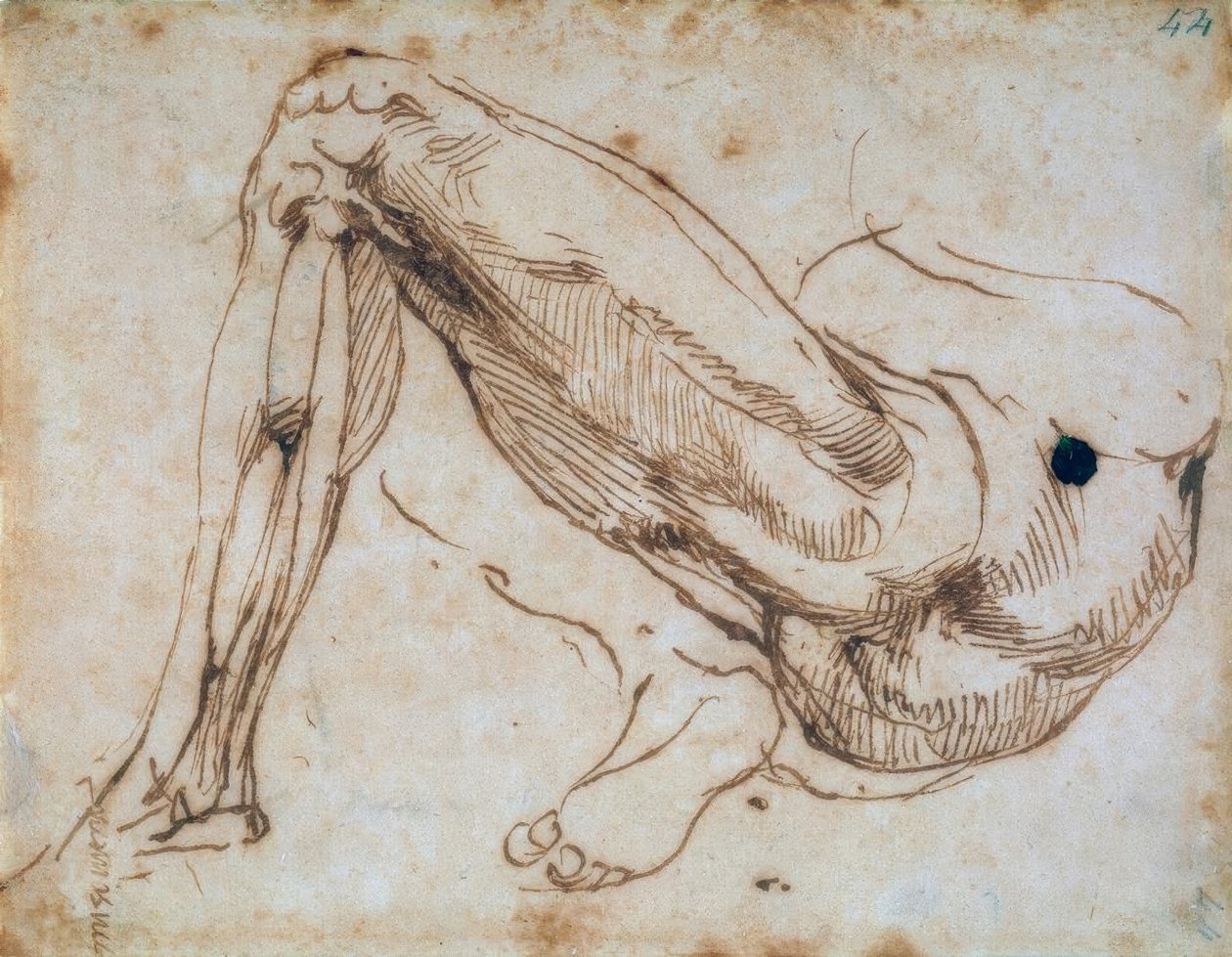 Estudio de una pierna de Michelangelo Buonarroti
