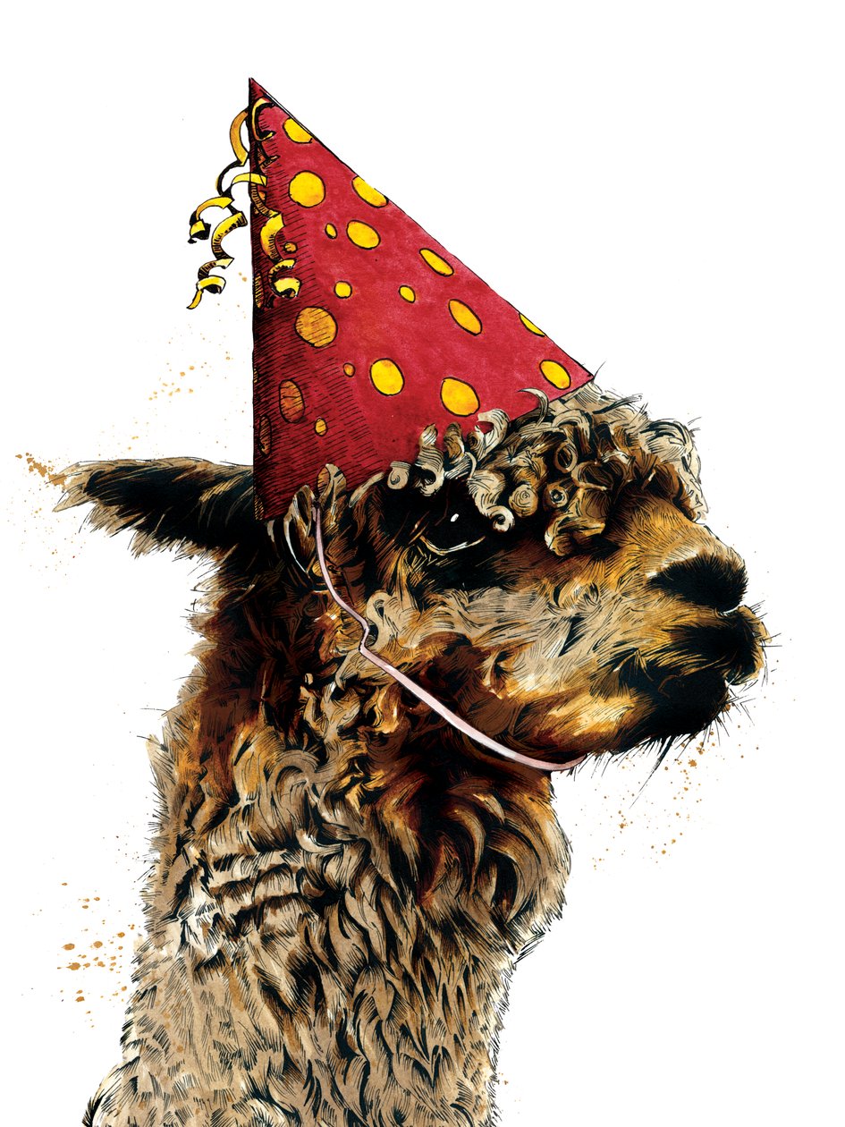 Cumpleaños Alpaca sobre blanco, 2020 de Mike Davis