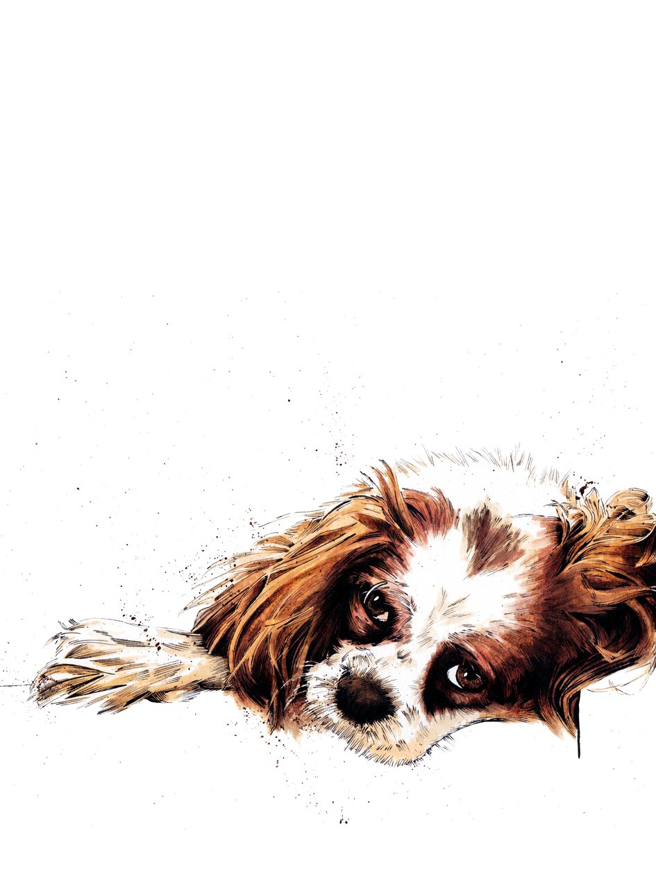 Meg The Spaniel en Blanco, 2020 de Mike Davis