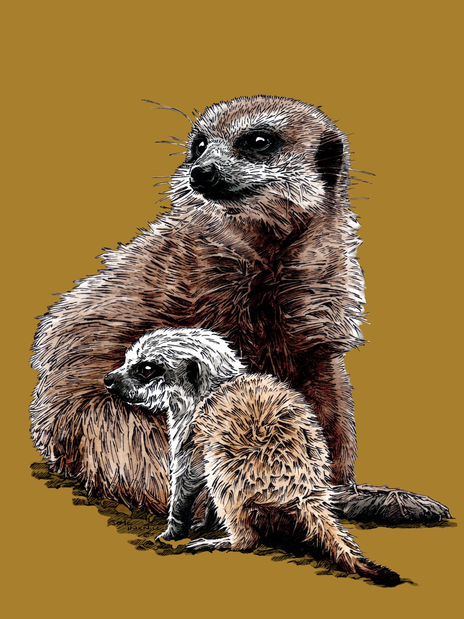 Nueva cría de suricata en Golden Yellow, 2020 de Mike Davis