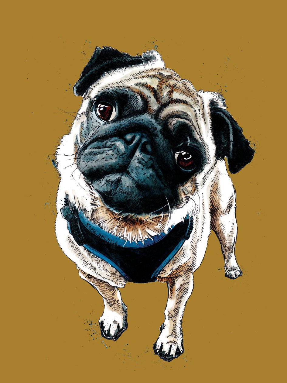 Teddy The Pug en Golden Yellow, 2020 de Mike Davis