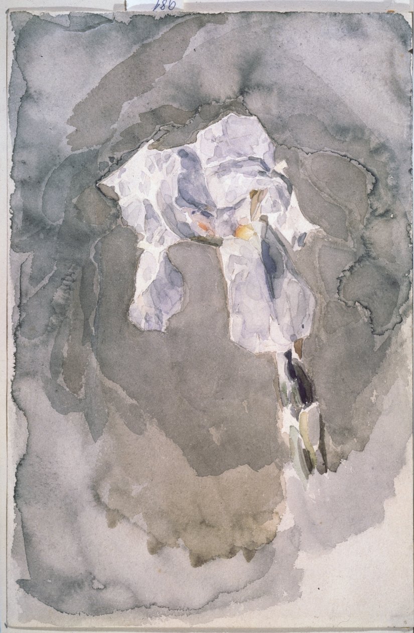 Iris blanco de Mikhail Aleksandrovich Vrubel
