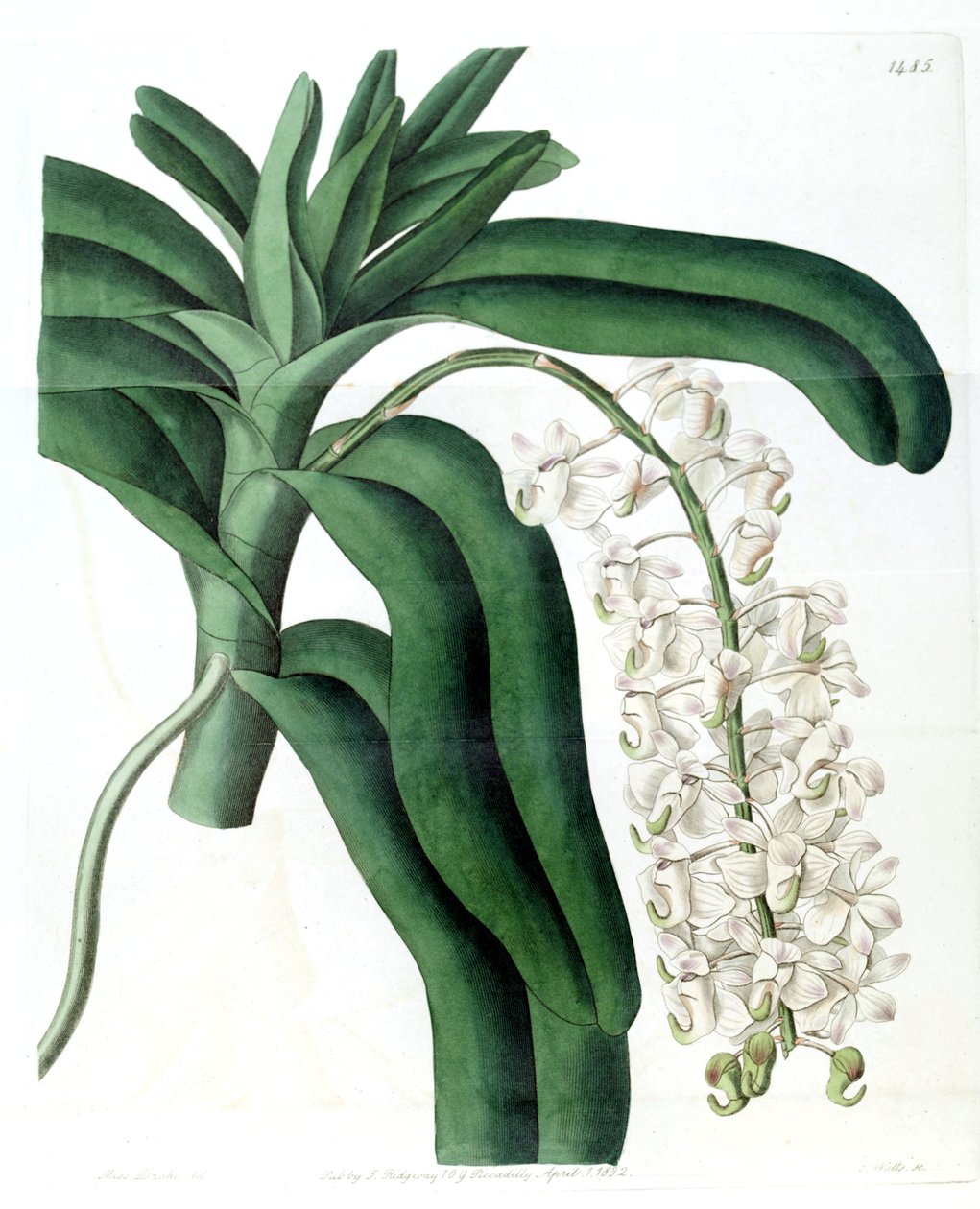 Aerides odoratum de Miss Drake