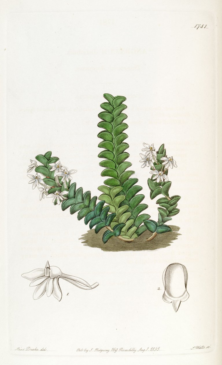 Angraecum distichum de Miss Drake