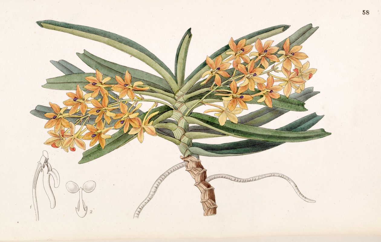 Ascocentrum miniatum de Miss Drake