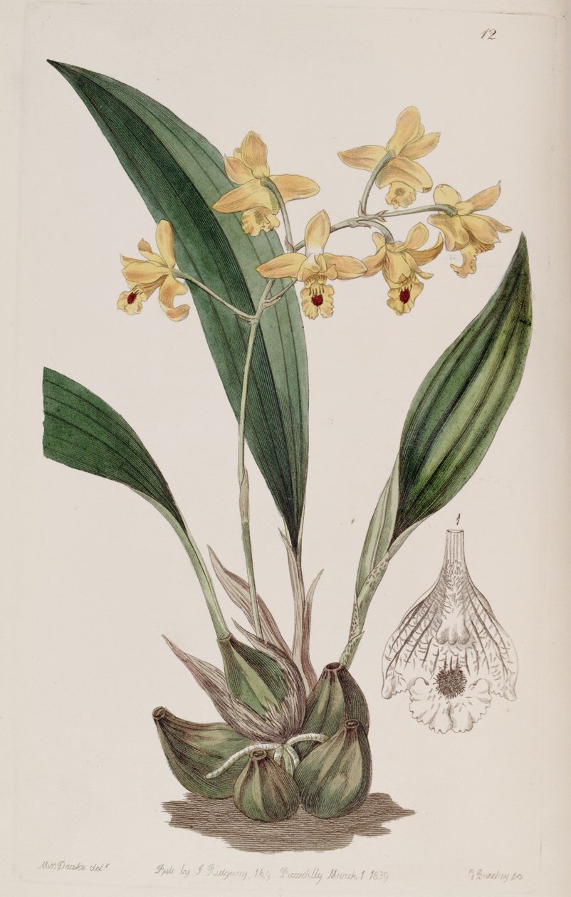 Bifrenaria vitellina de Miss Drake