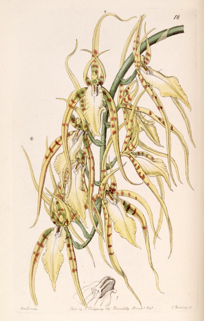 Brassia cochleata (como sin. Brassia lawrenceana) de Miss Drake