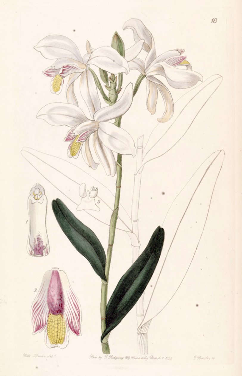 Bromheadia finlaysoniana (como sin. Bromheadia palustris) de Miss Drake