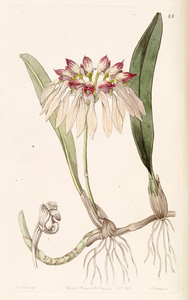 Bulbophyllum chinense de Miss Drake