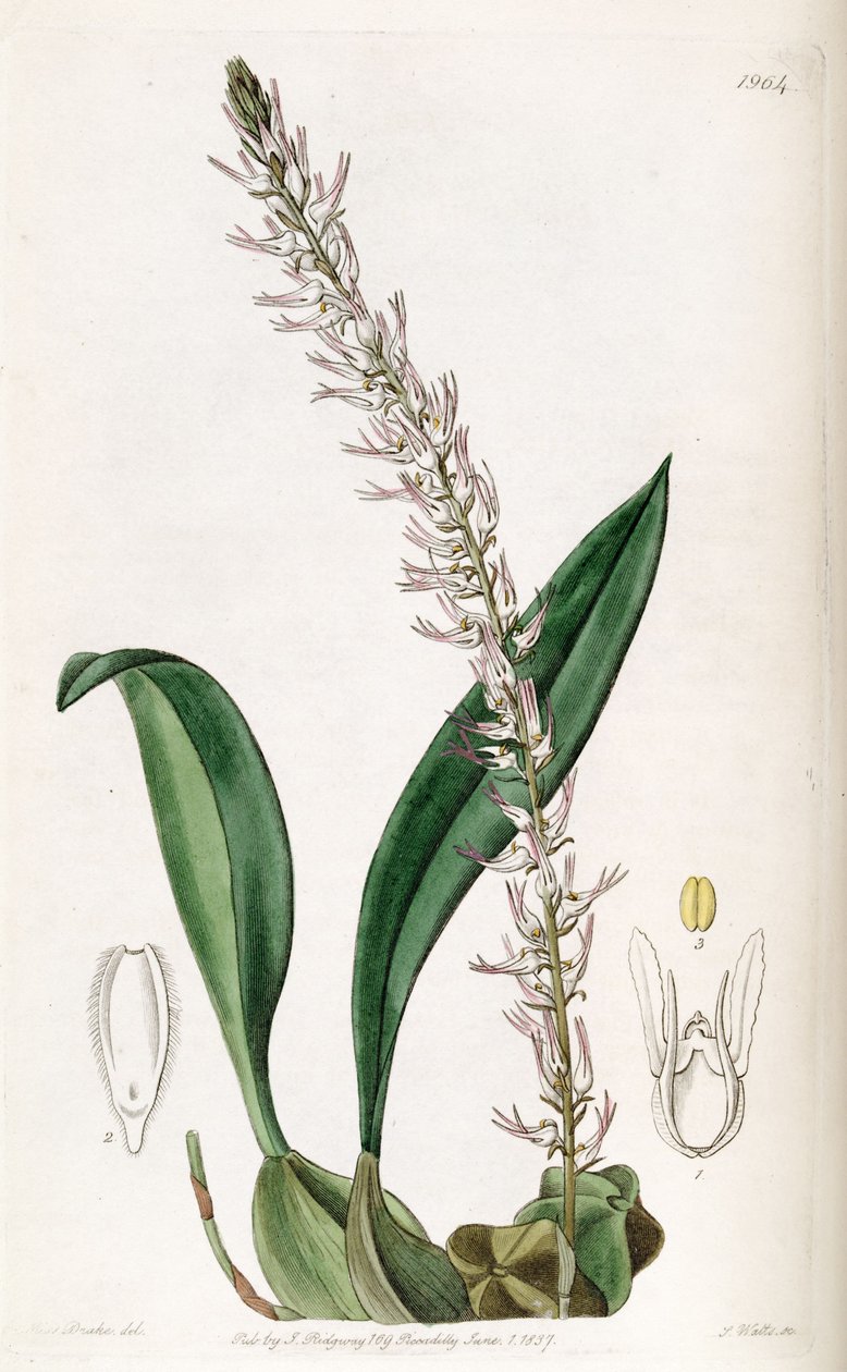 Bulbophyllum cocoinum de Miss Drake