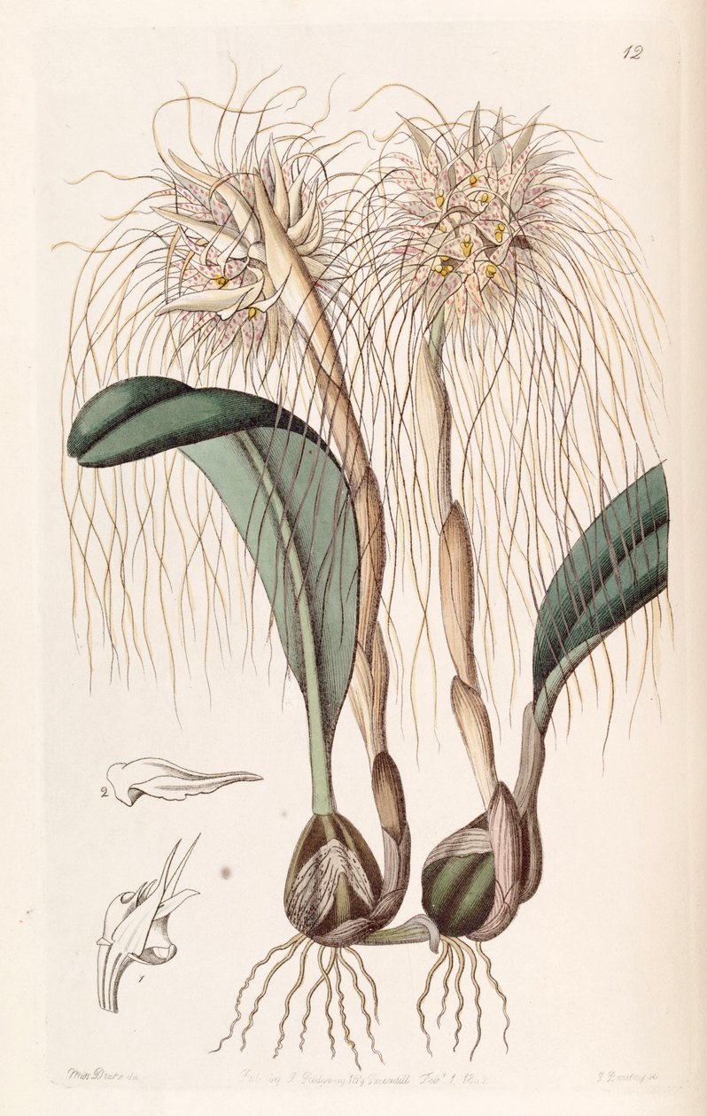 Bulbophyllum medusae de Miss Drake