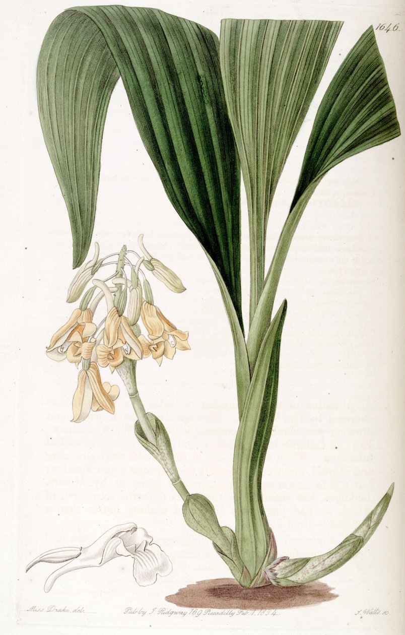 Calanthe densiflora de Miss Drake