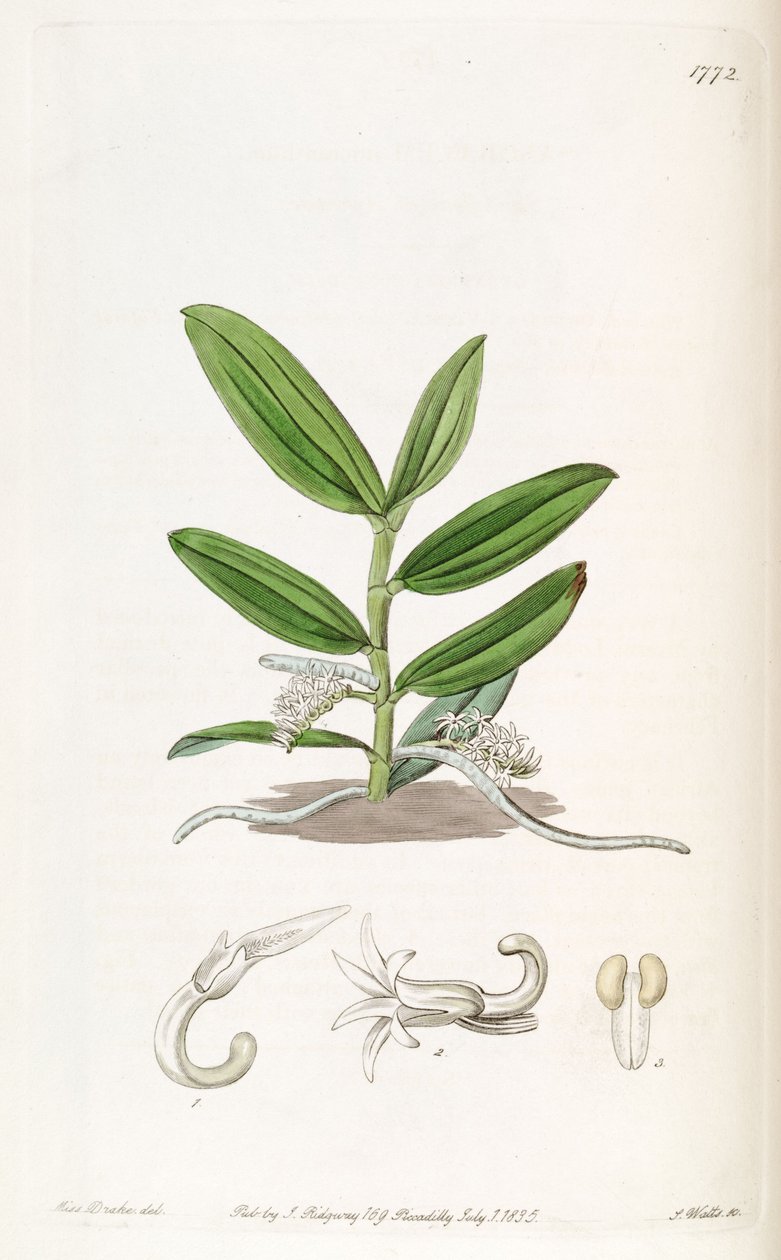 Campylocentrum micranthum (como sin. Angraecum micranthum) de Miss Drake