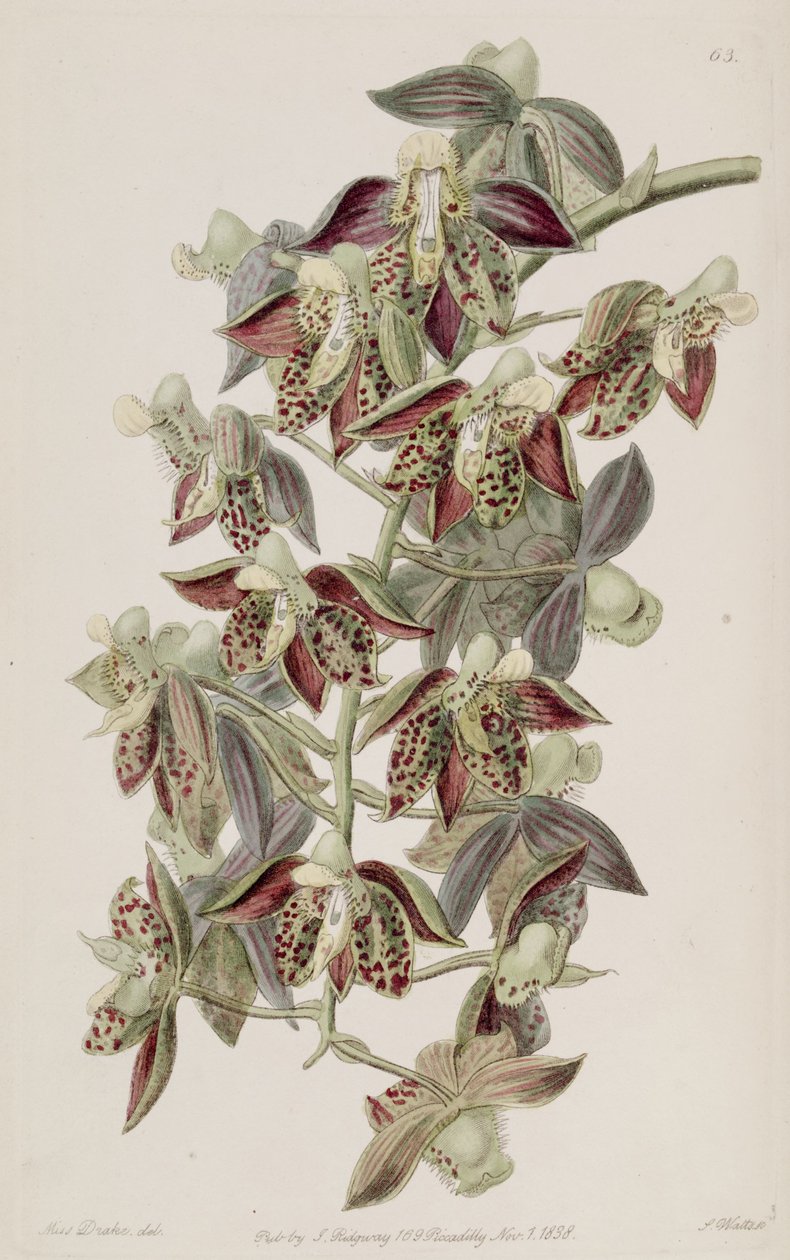 Catasetum atratum de Miss Drake