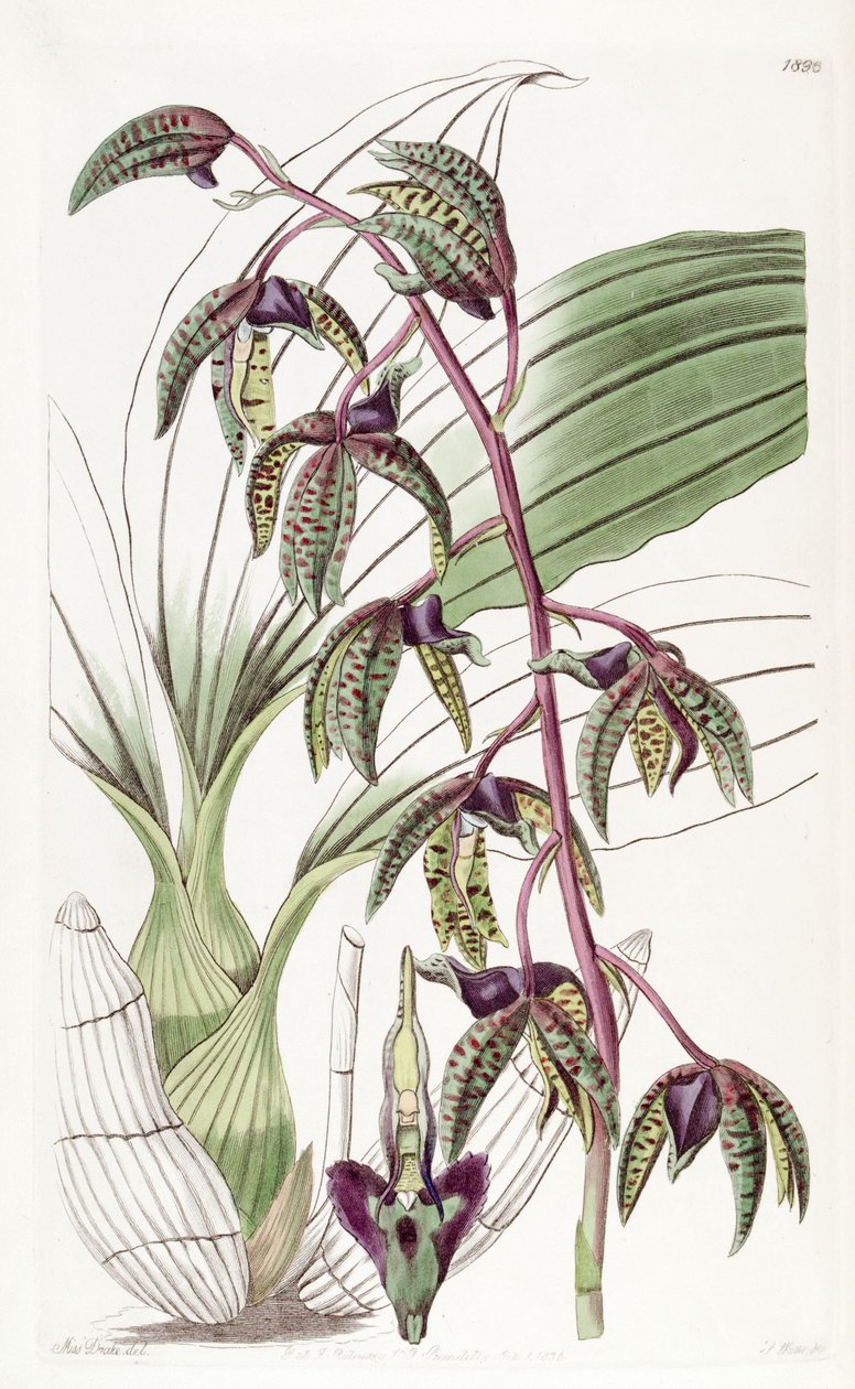 Catasetum deltoideum de Miss Drake