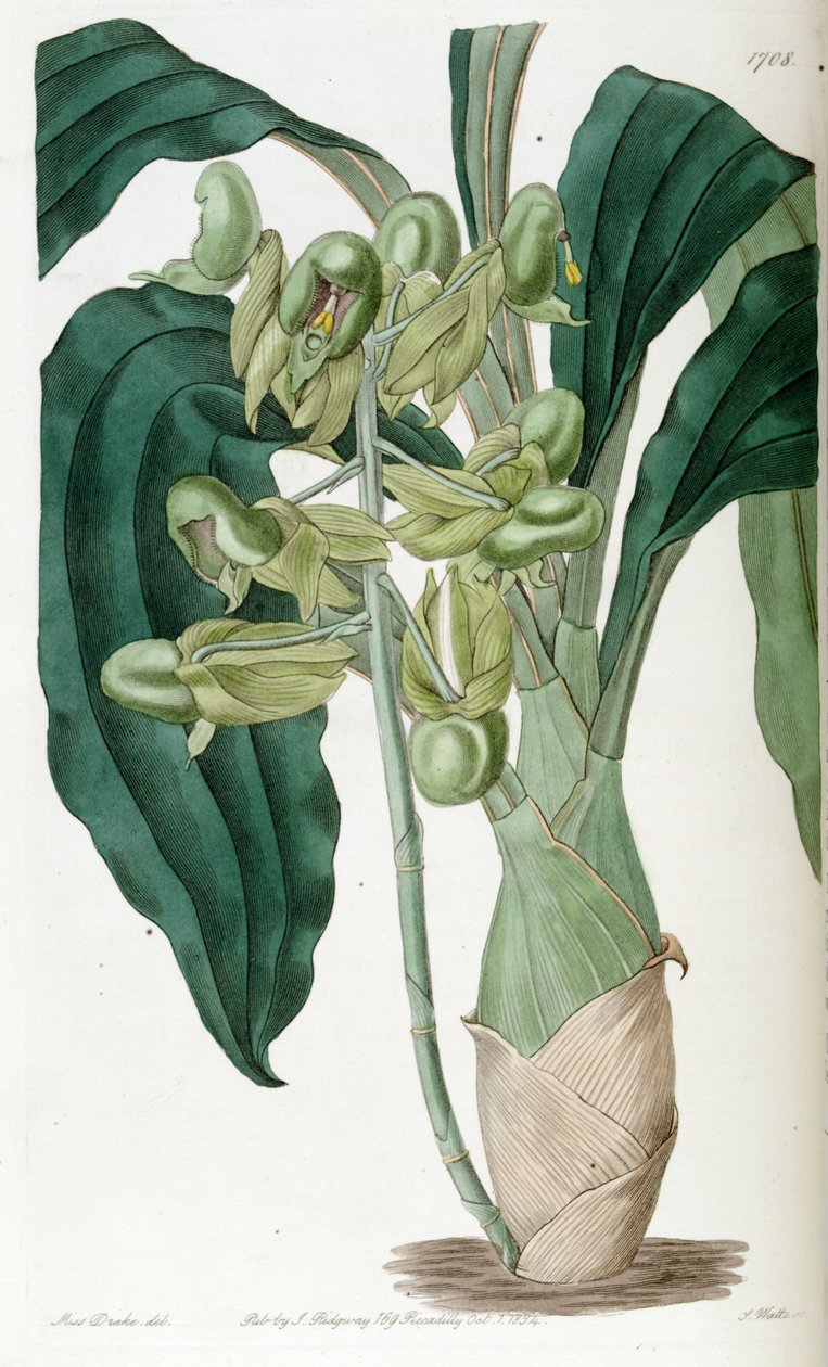 Catasetum purum (como sin. Catasetum semiapertum) de Miss Drake