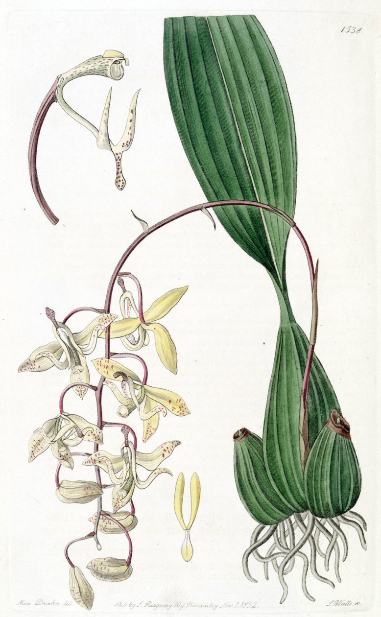 Cirrhaea loddigesii de Miss Drake
