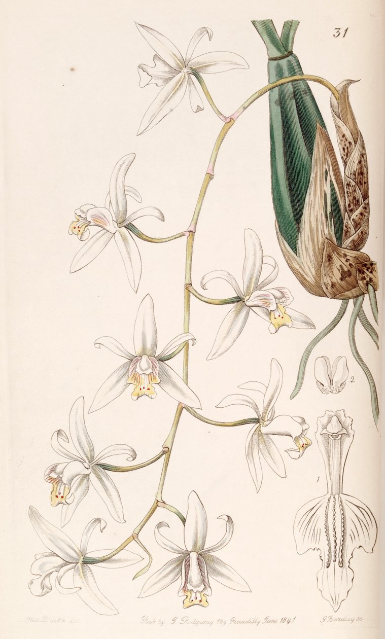 Coelogyne flaccida de Miss Drake