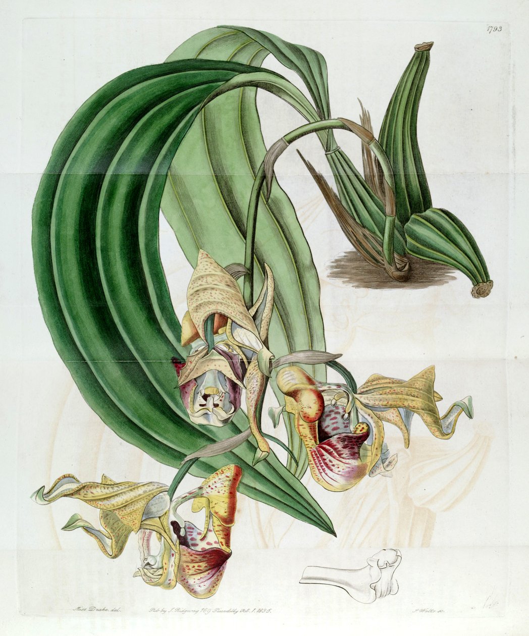 Coryanthes maculata de Miss Drake