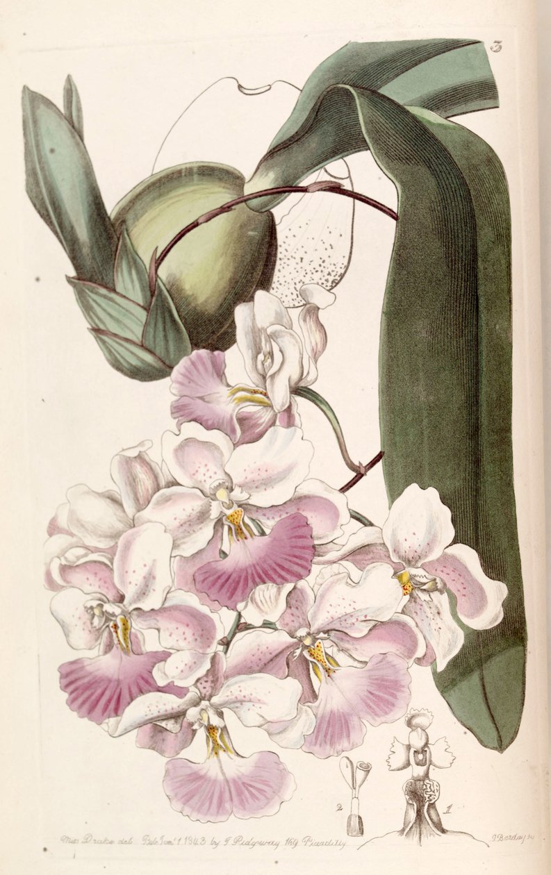 Cuitlauzina pendula de Miss Drake