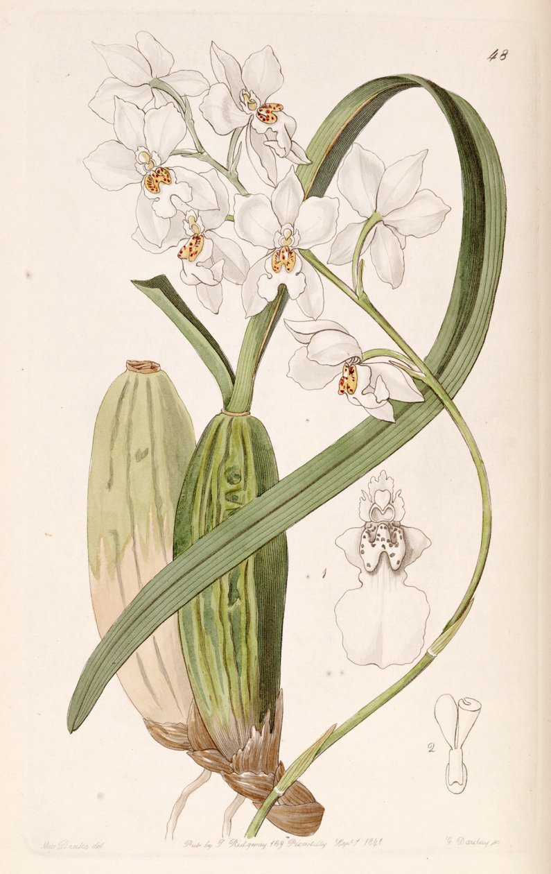 Cuitlauzina pulchella de Miss Drake