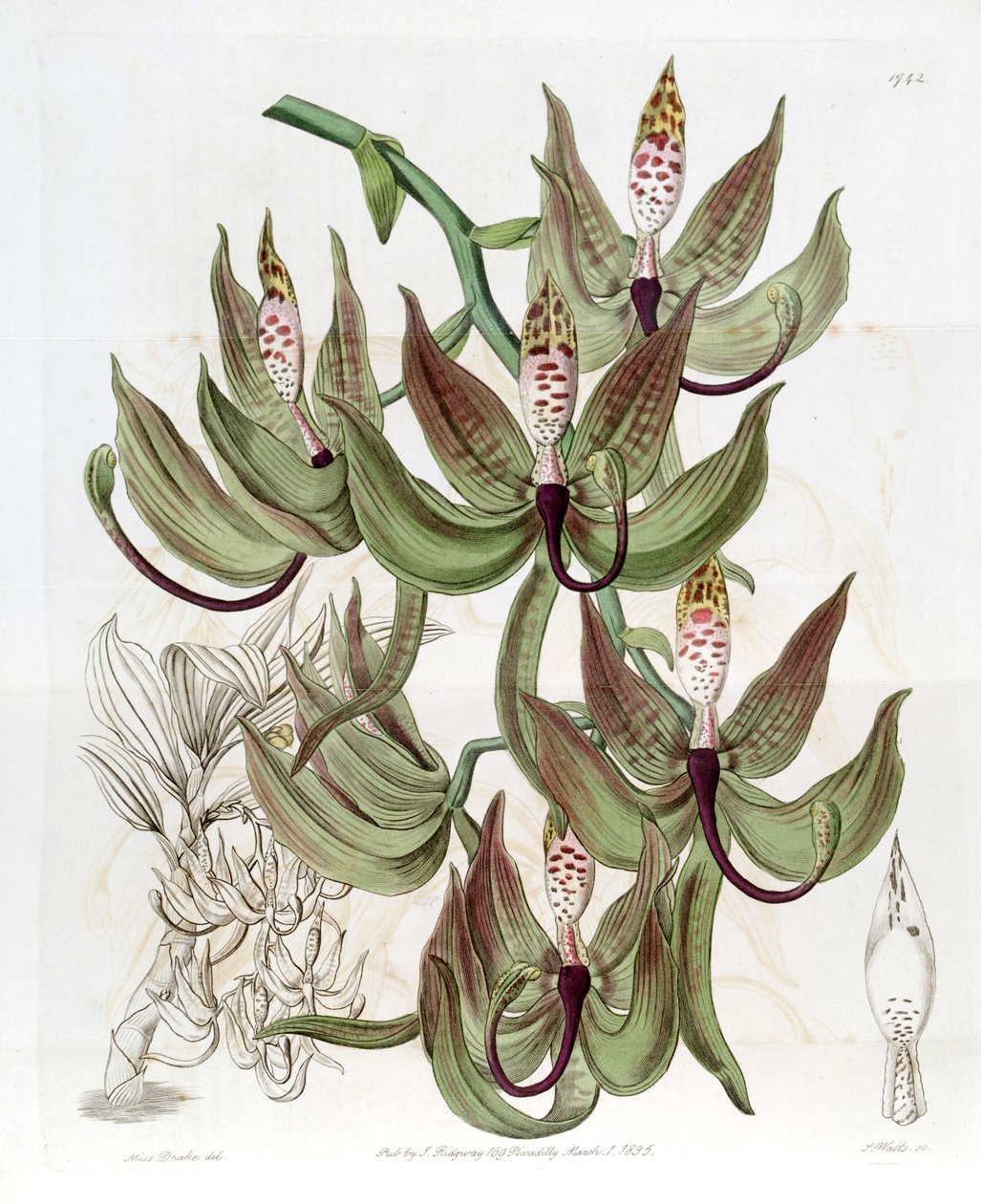 Cycnoches loddigesii de Miss Drake