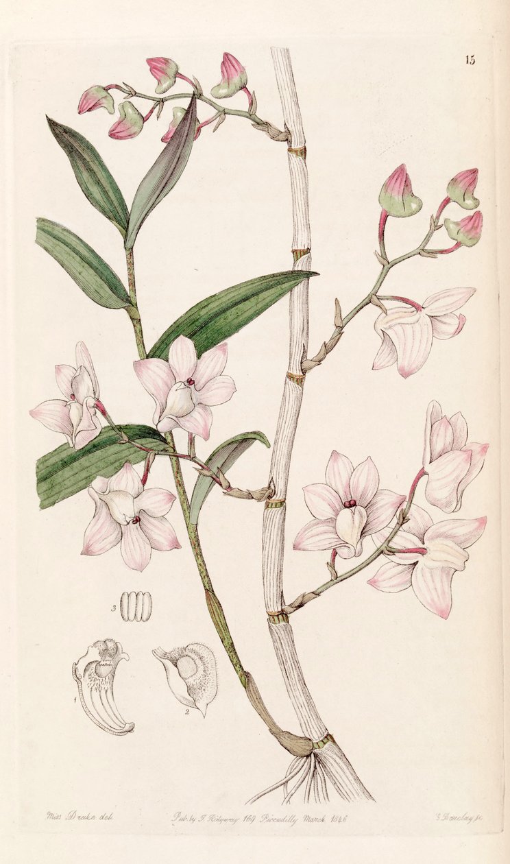 Dendrobium aduncum de Miss Drake