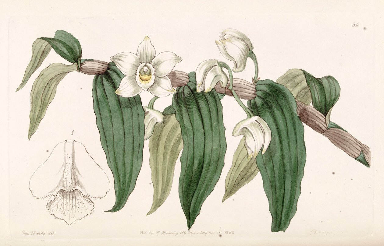 Dendrobium aqueum de Miss Drake