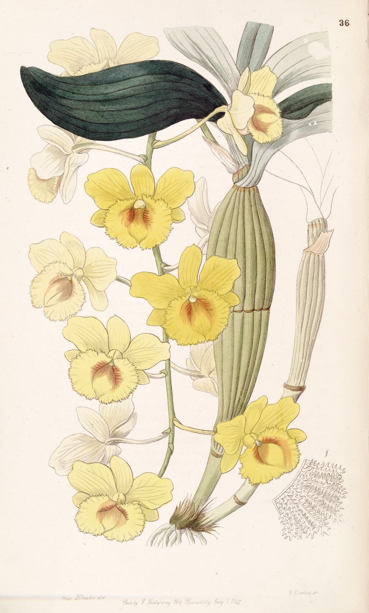 Dendrobium chrysotoxum de Miss Drake