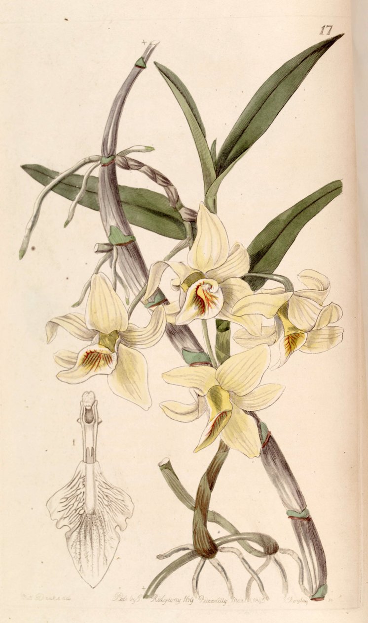 Dendrobium heterocarpum de Miss Drake